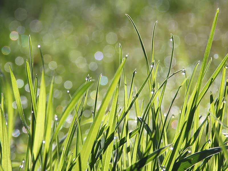 Zelena trava i kapljice kise